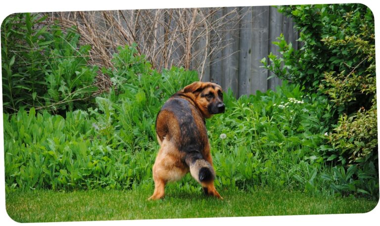 uniko dog poop