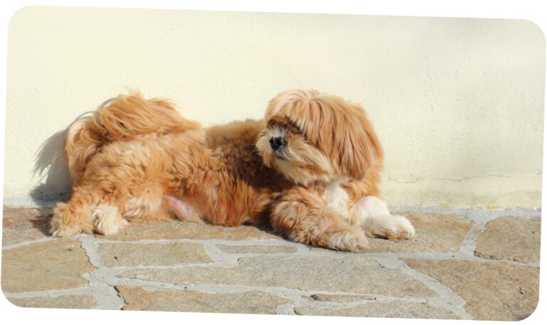 Grooming (3)