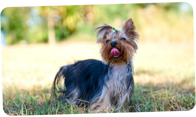 Grooming (6)