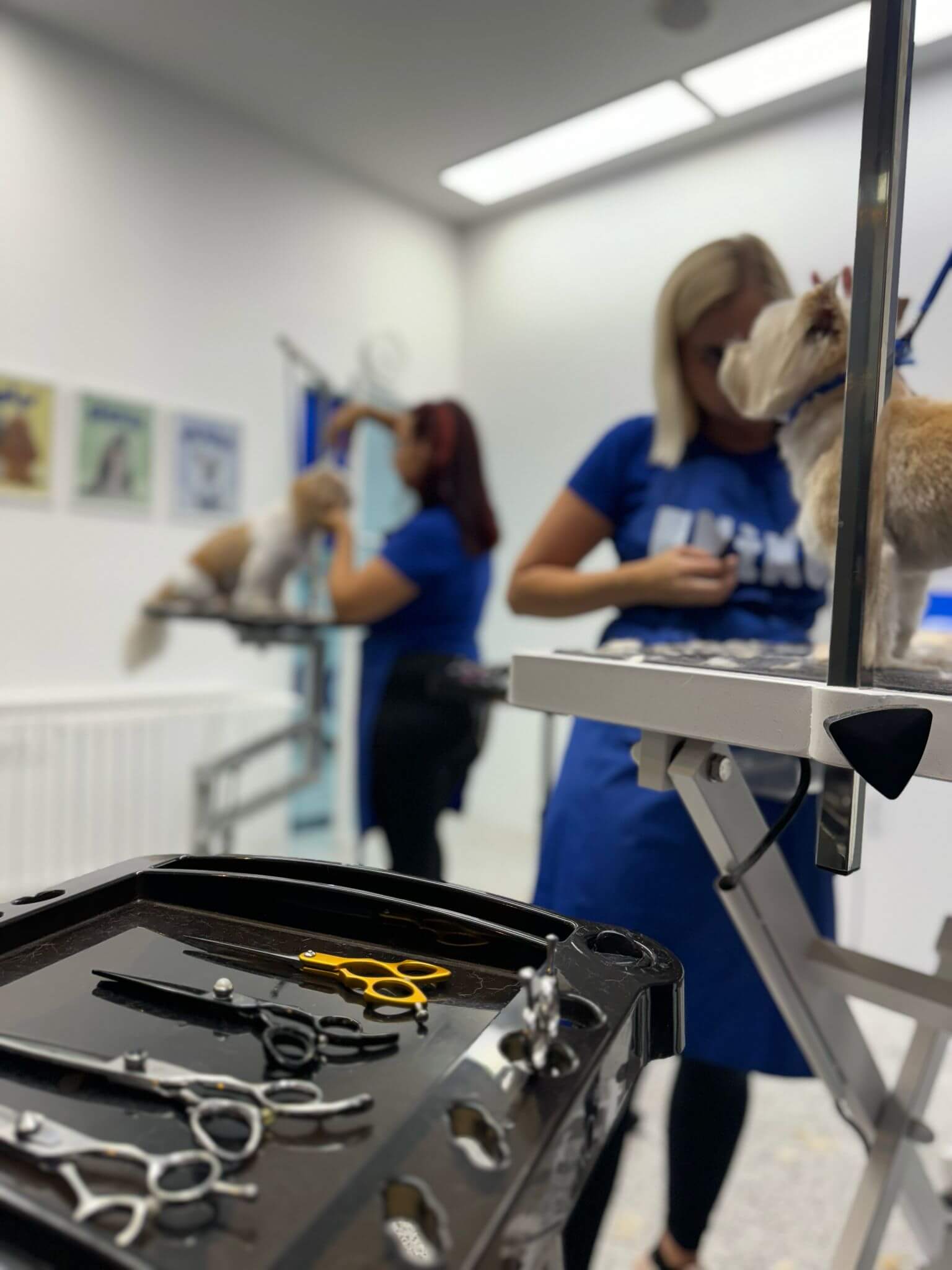 uniko grooming salon za pse šišanje pasa